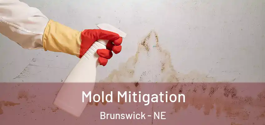  Mold Mitigation Brunswick - NE