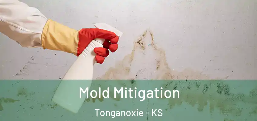  Mold Mitigation Tonganoxie - KS