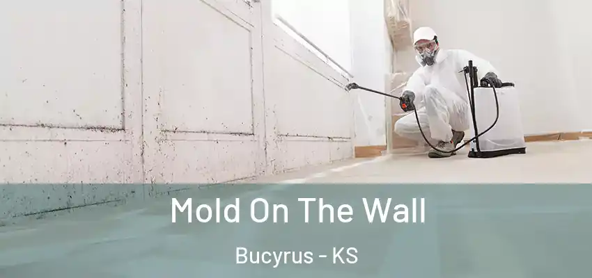  Mold On The Wall Bucyrus - KS