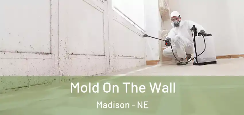Mold On The Wall Madison - NE