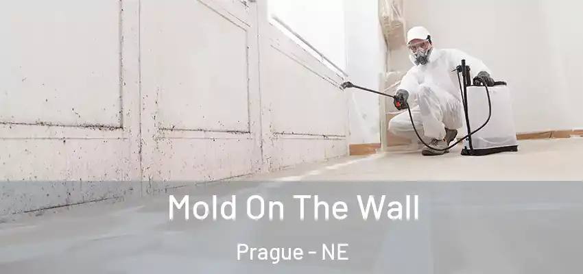 Mold On The Wall Prague - NE