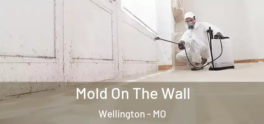 Mold On The Wall Wellington - MO
