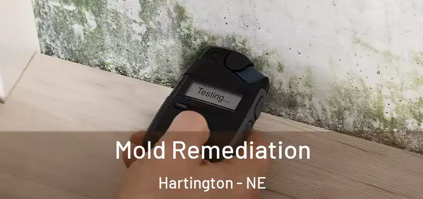  Mold Remediation Hartington - NE