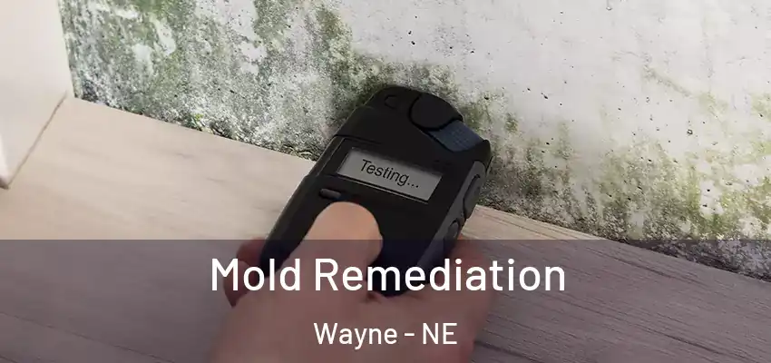  Mold Remediation Wayne - NE