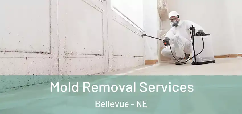  Mold Removal Services Bellevue - NE
