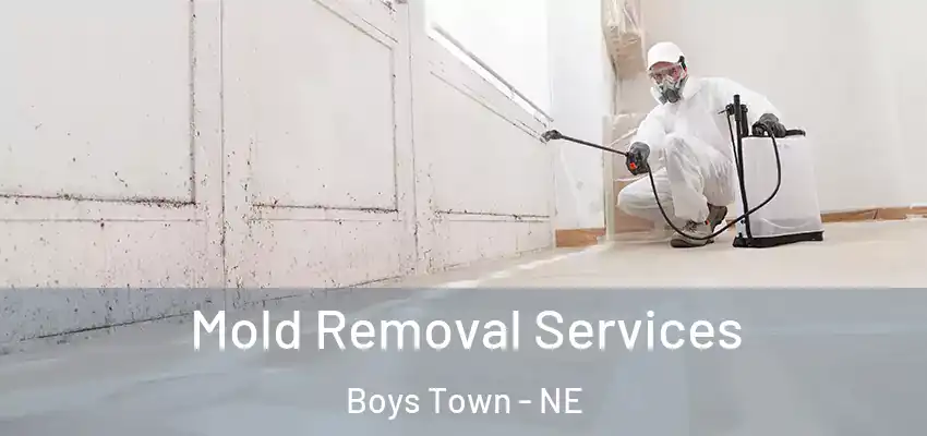  Mold Removal Services Boys Town - NE
