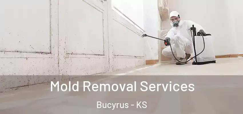  Mold Removal Services Bucyrus - KS