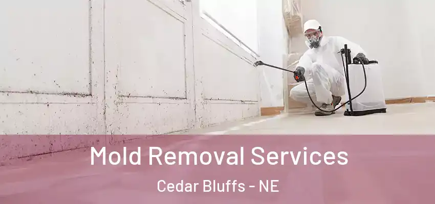 Mold Removal Services Cedar Bluffs - NE