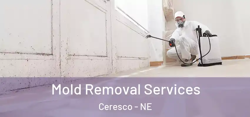 Mold Removal Services Ceresco - NE