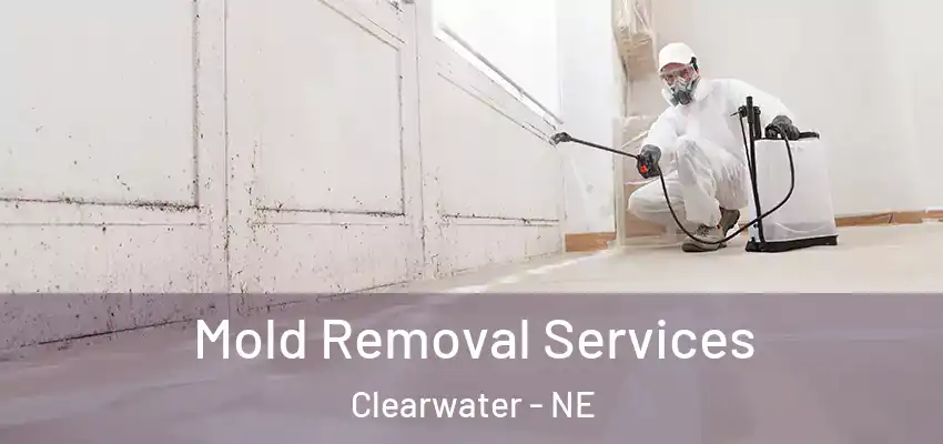  Mold Removal Services Clearwater - NE