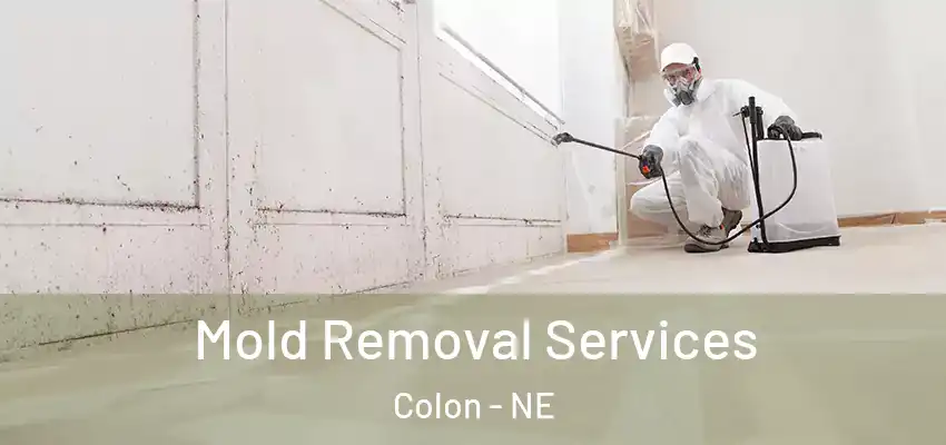  Mold Removal Services Colon - NE