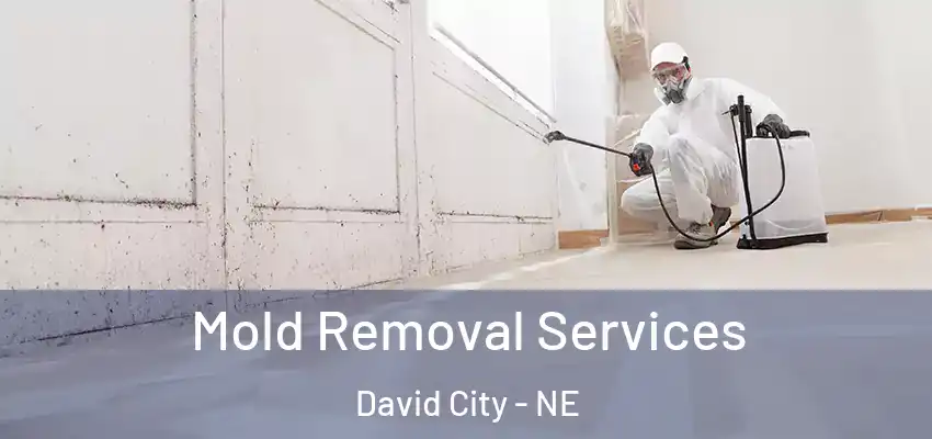  Mold Removal Services David City - NE