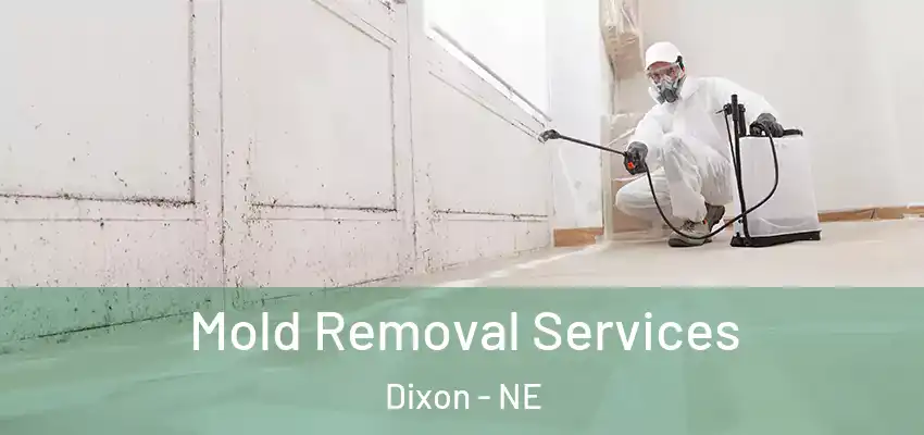 Mold Removal Services Dixon - NE