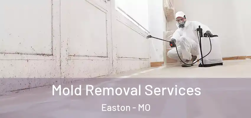  Mold Removal Services Easton - MO