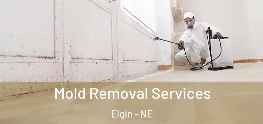 Mold Removal Services Elgin - NE