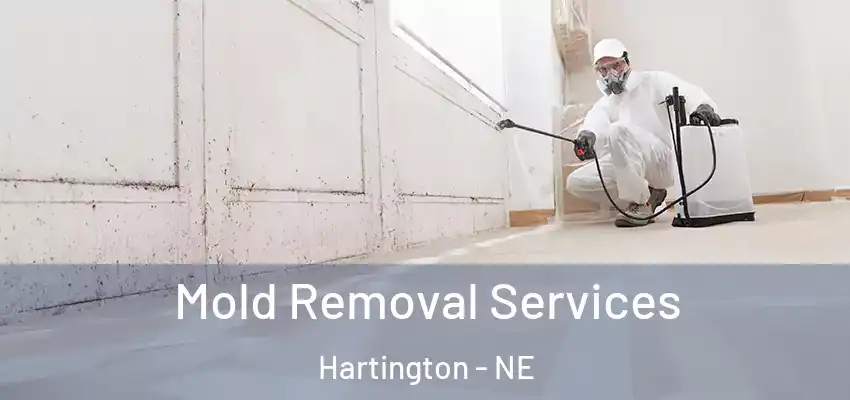 Mold Removal Services Hartington - NE