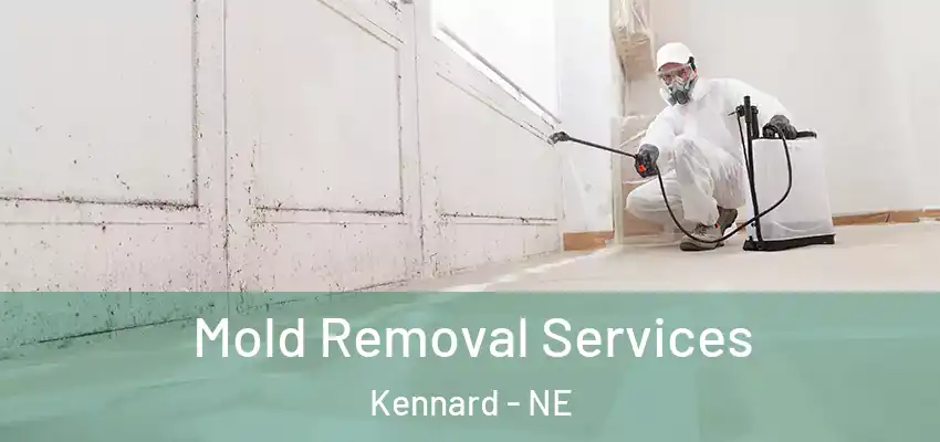  Mold Removal Services Kennard - NE