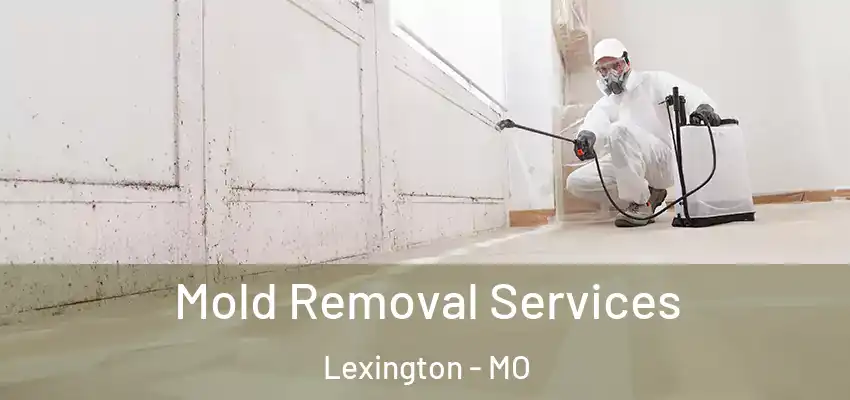 Mold Removal Services Lexington - MO
