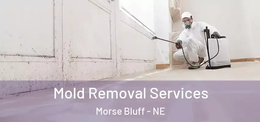 Mold Removal Services Morse Bluff - NE