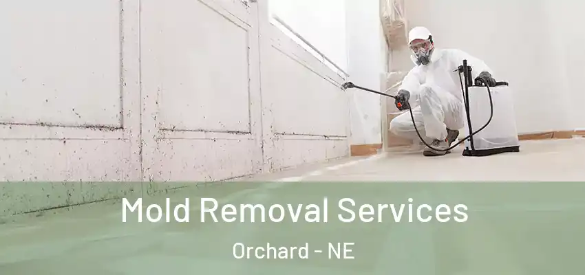  Mold Removal Services Orchard - NE