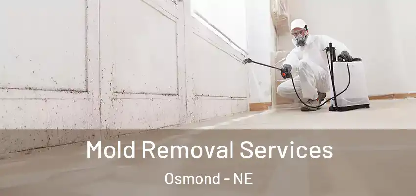  Mold Removal Services Osmond - NE